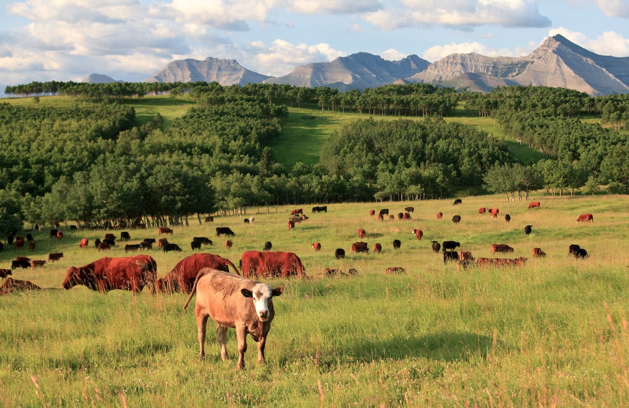 Pincher Creek, Basecamp to Rocky Mountain Food ZenSeekers